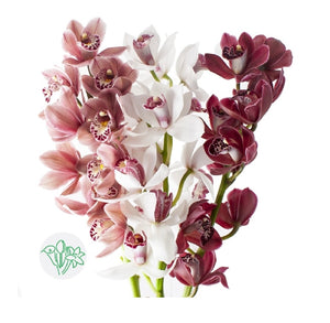 M20. Cymbidium Faberi