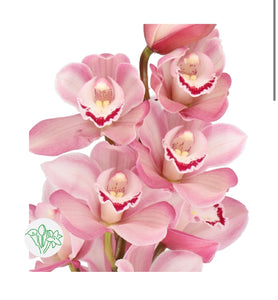 M20. Cymbidium Faberi